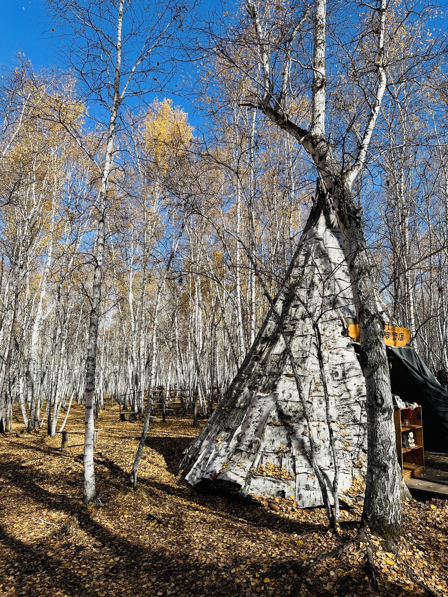 白桦林景区旅行图片 3