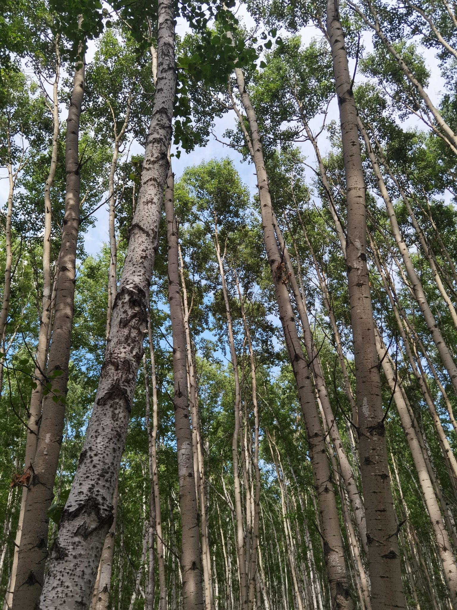 白桦林景区旅行图片 1