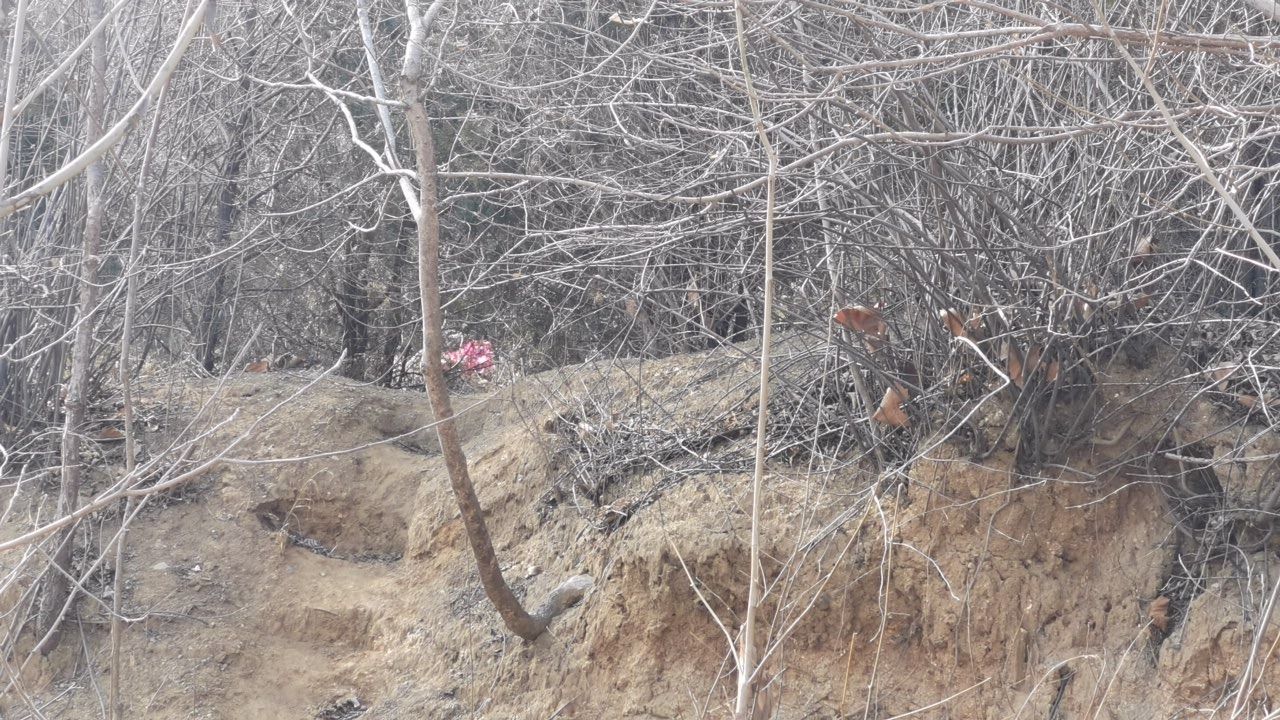 卧虎山生态森林公园旅行图片 3