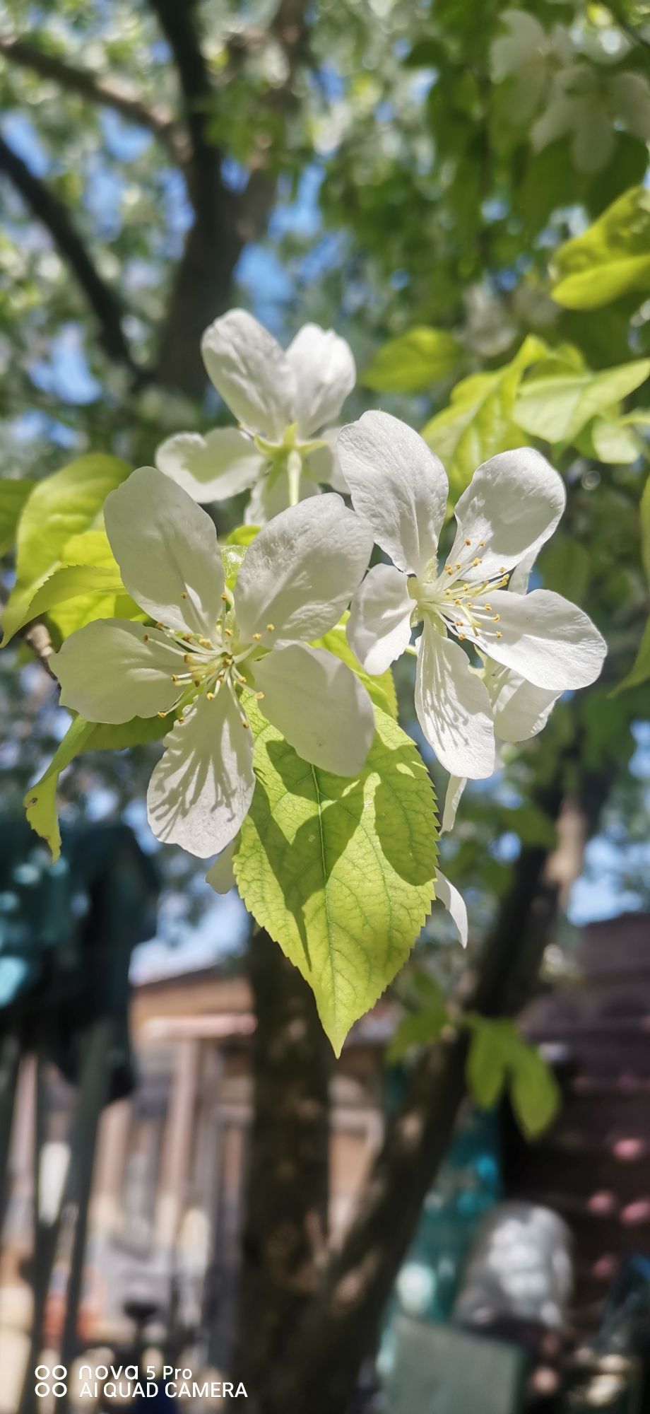 卧虎山生态森林公园旅行图片 2