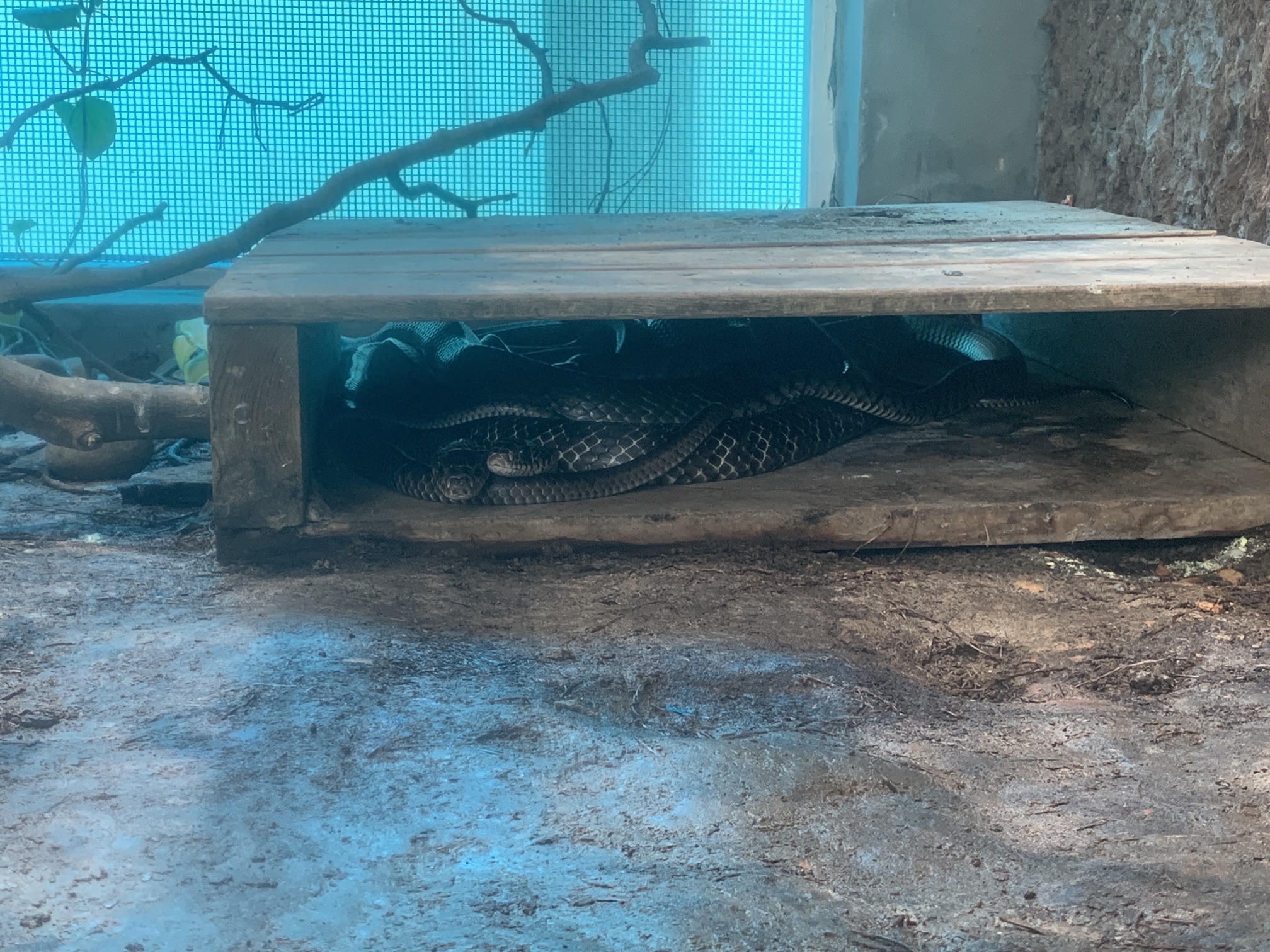 南宁动物园-蛇园