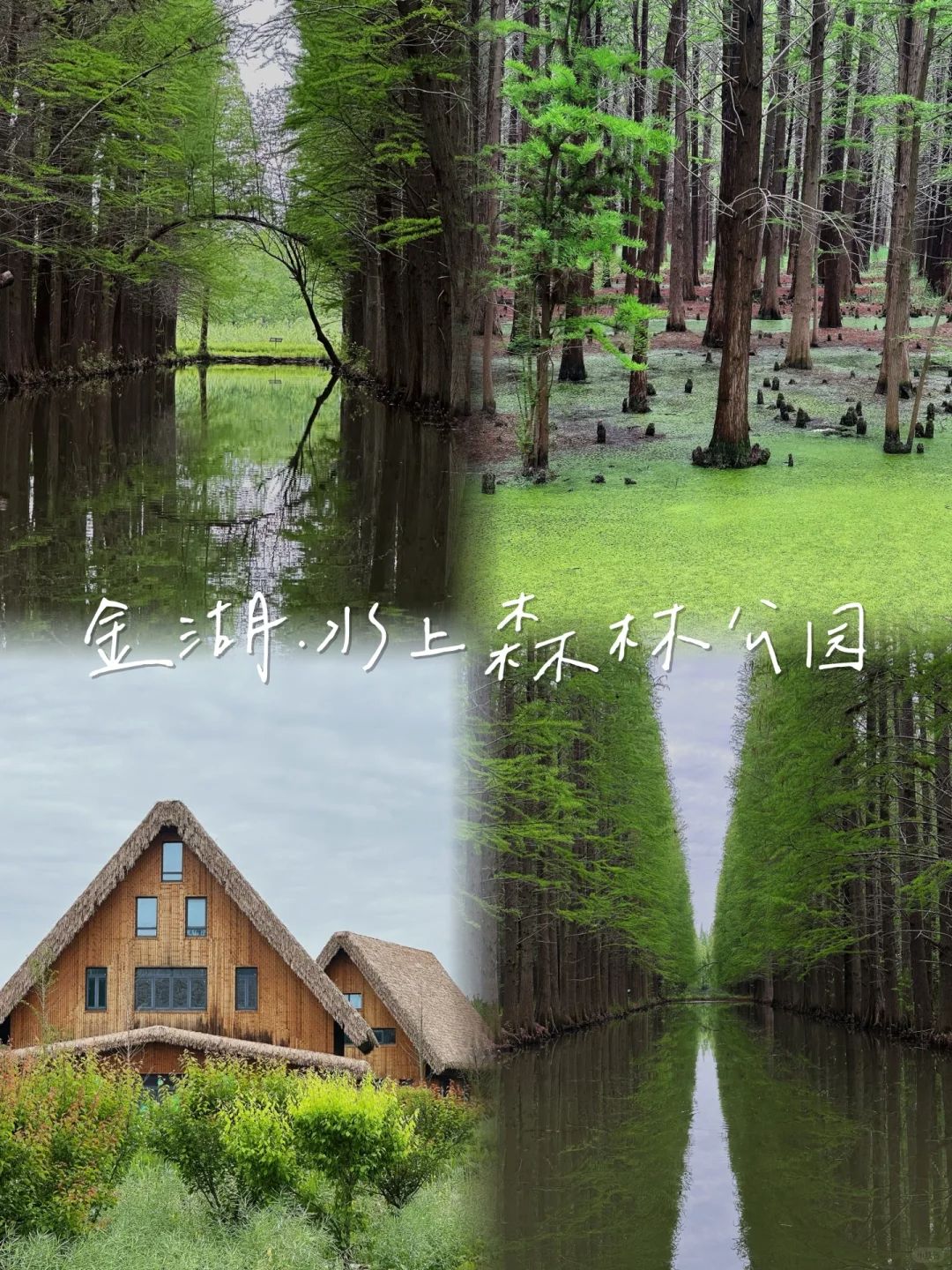 金湖水上森林景区旅行图片 1