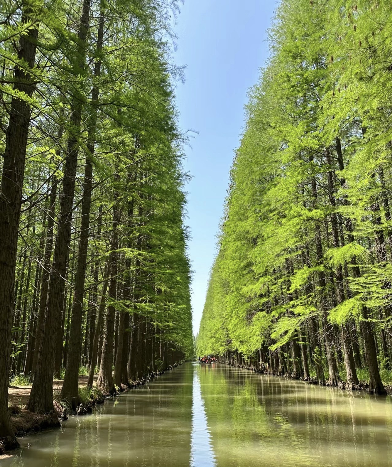 金湖水上森林景区旅行图片 3