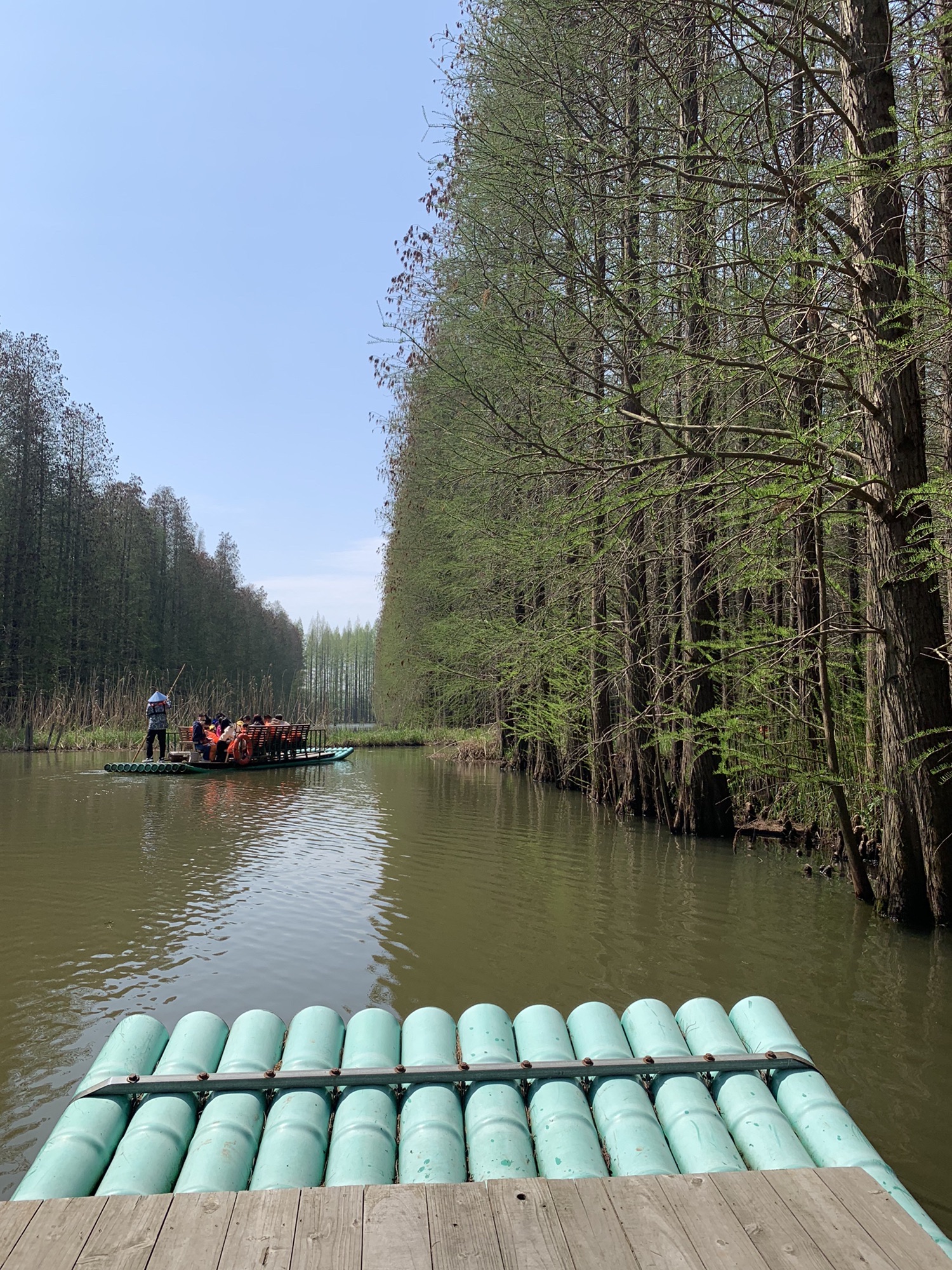 金湖水上森林景区旅行图片 2