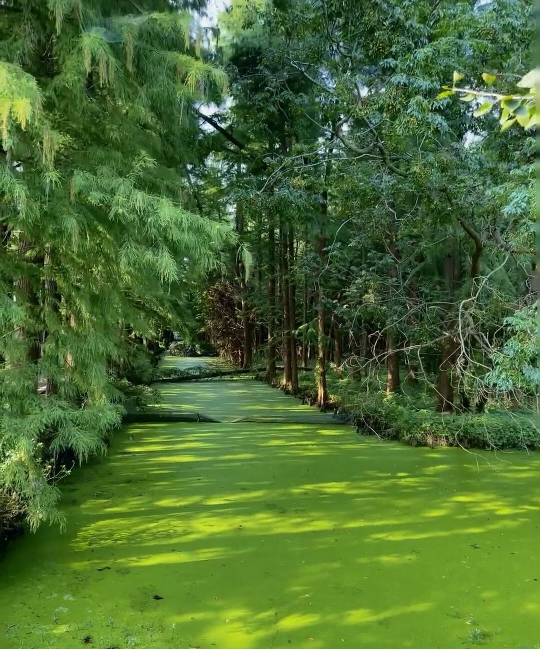 金湖水上森林景区旅行图片 2