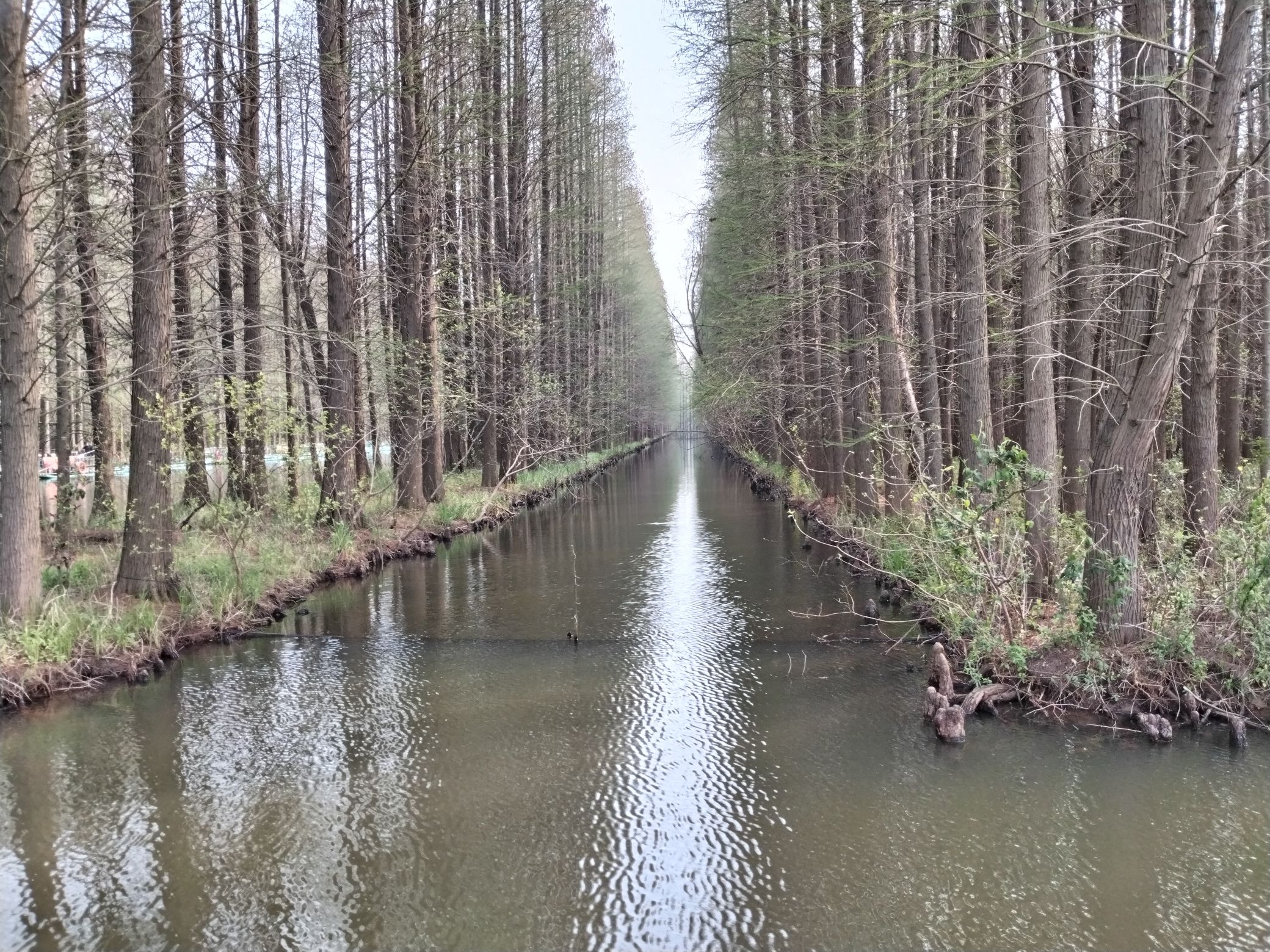 金湖水上森林景区旅行图片 2