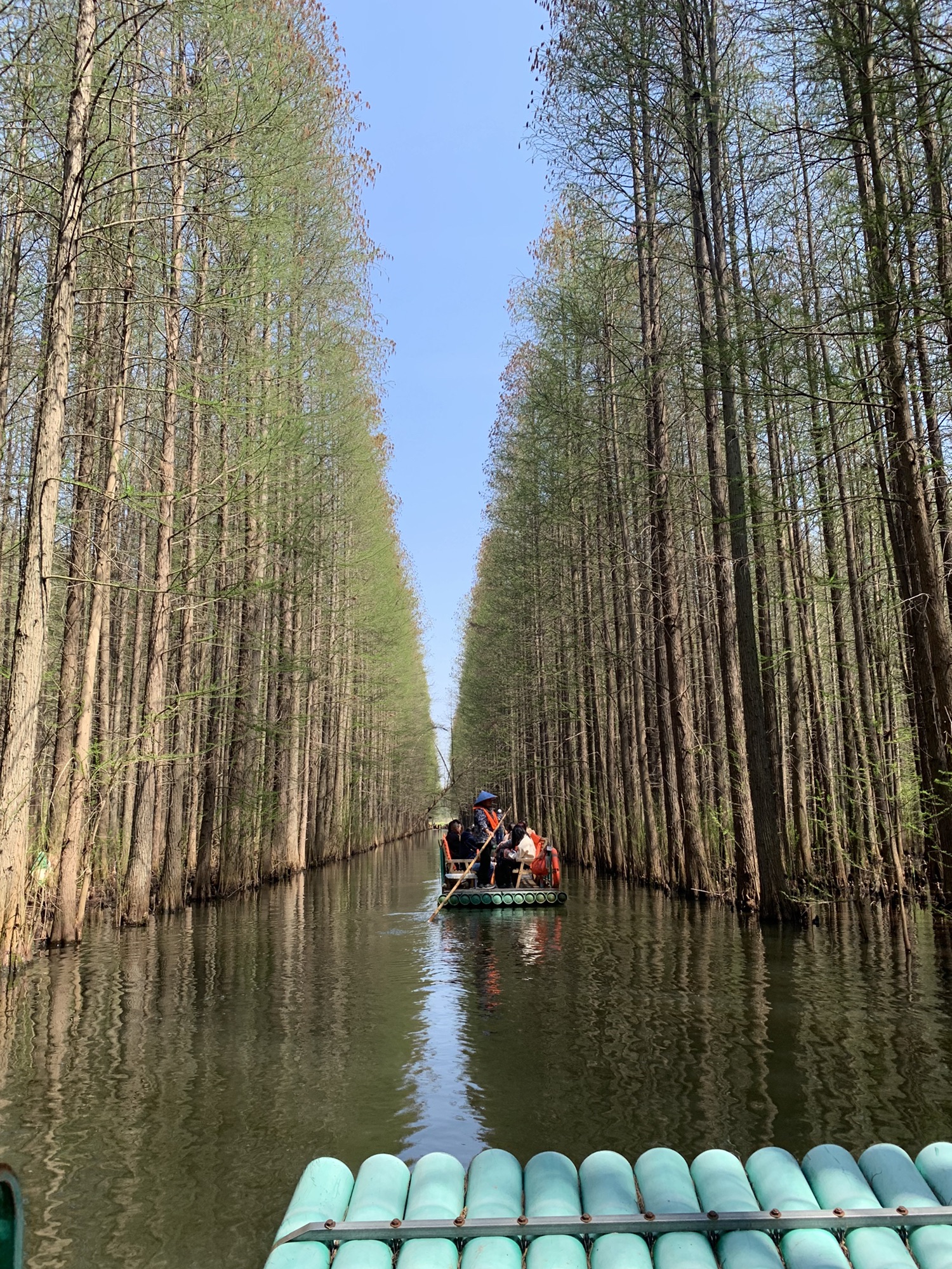 金湖水上森林景区旅行图片 1