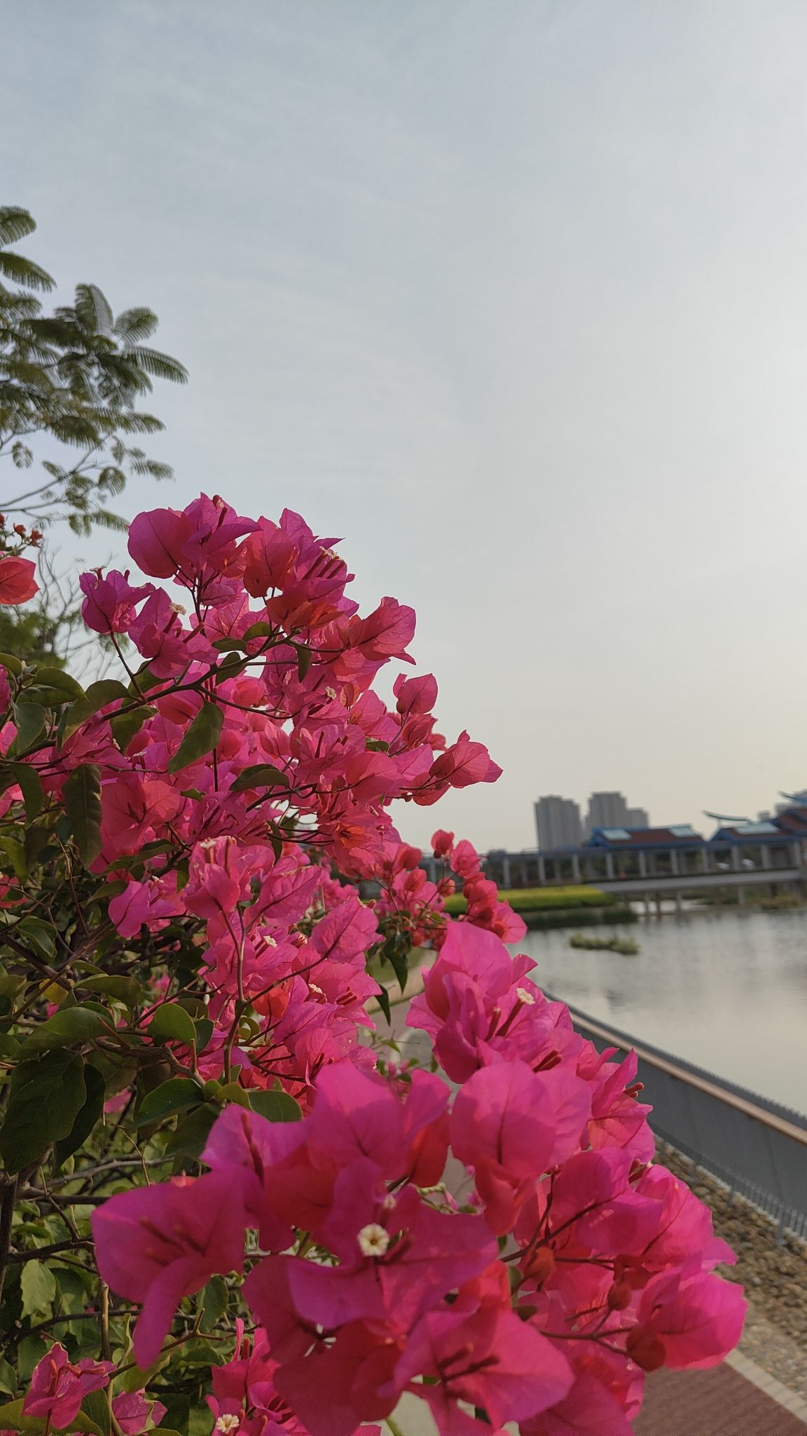 翔安大道公园旅行图片 2