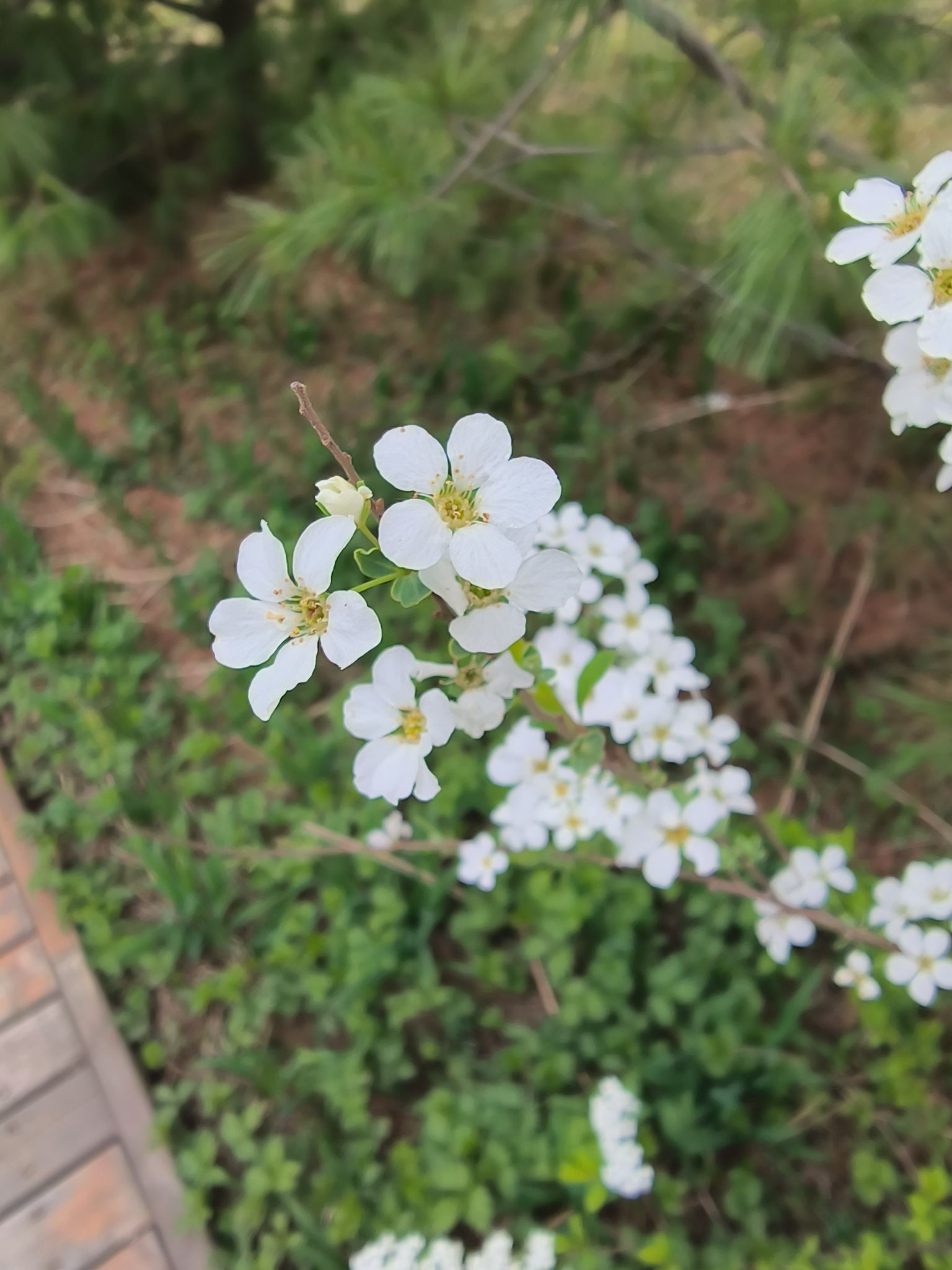 塔山公园旅行图片 1