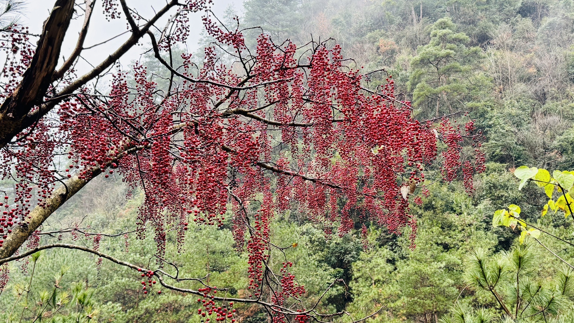 徽杭古道旅行图片 1
