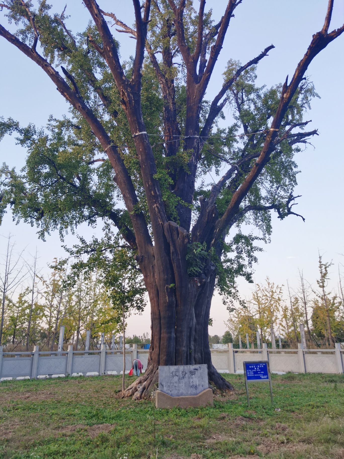 老丘堆遗址旅行图片 1