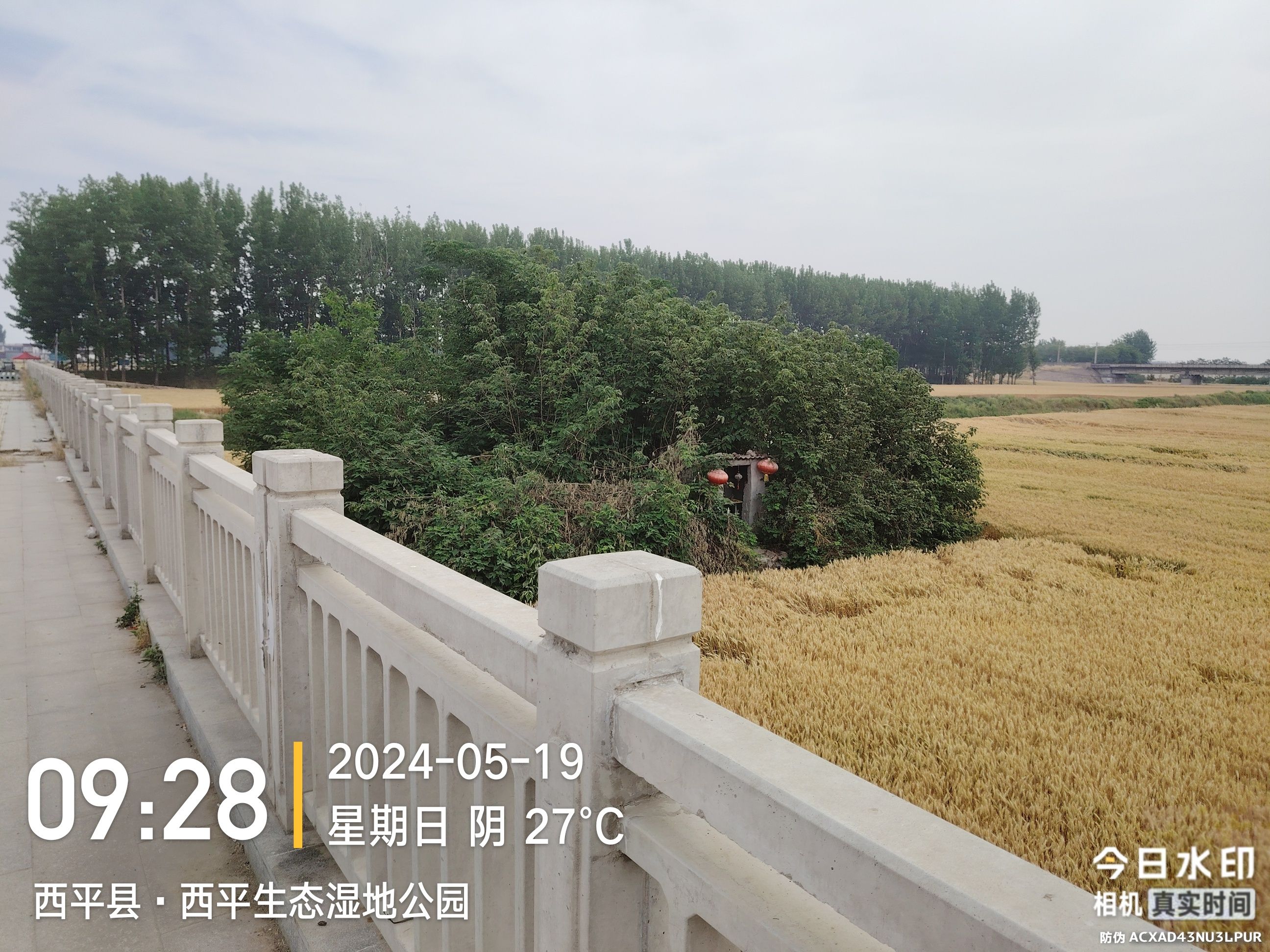 罗成坟旅行图片 2