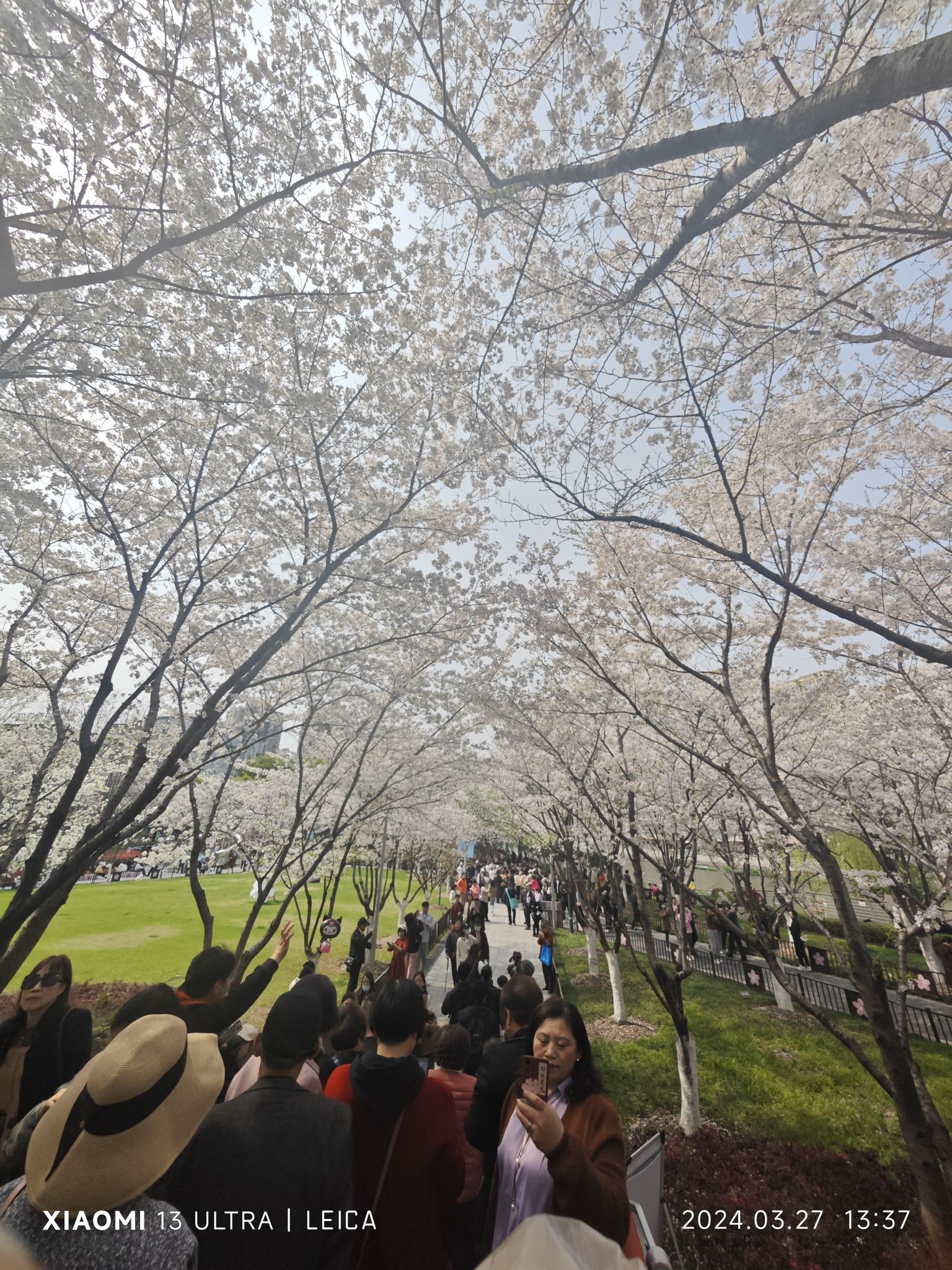 樱花公园旅行图片 2