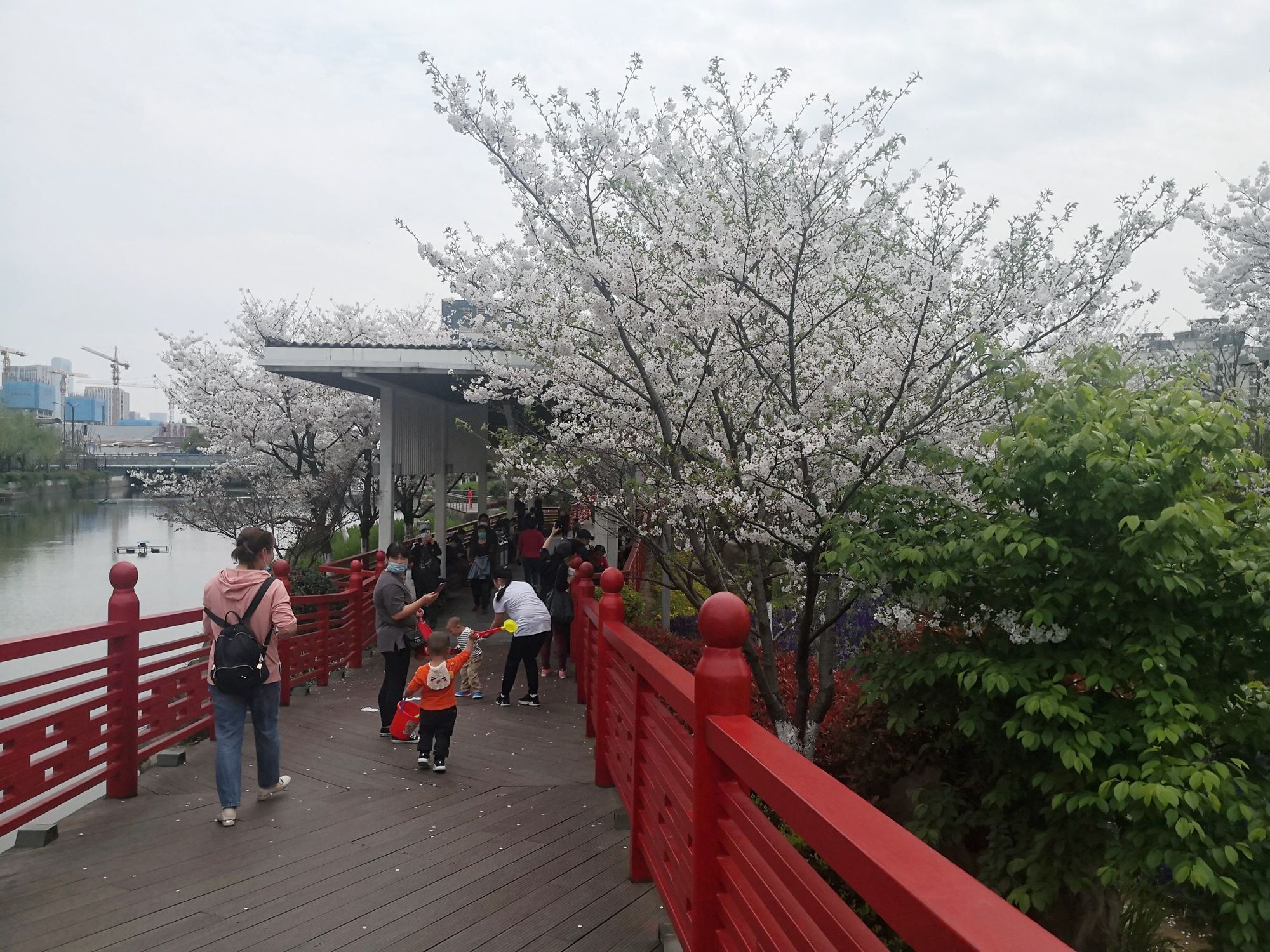 樱花公园旅行图片 1