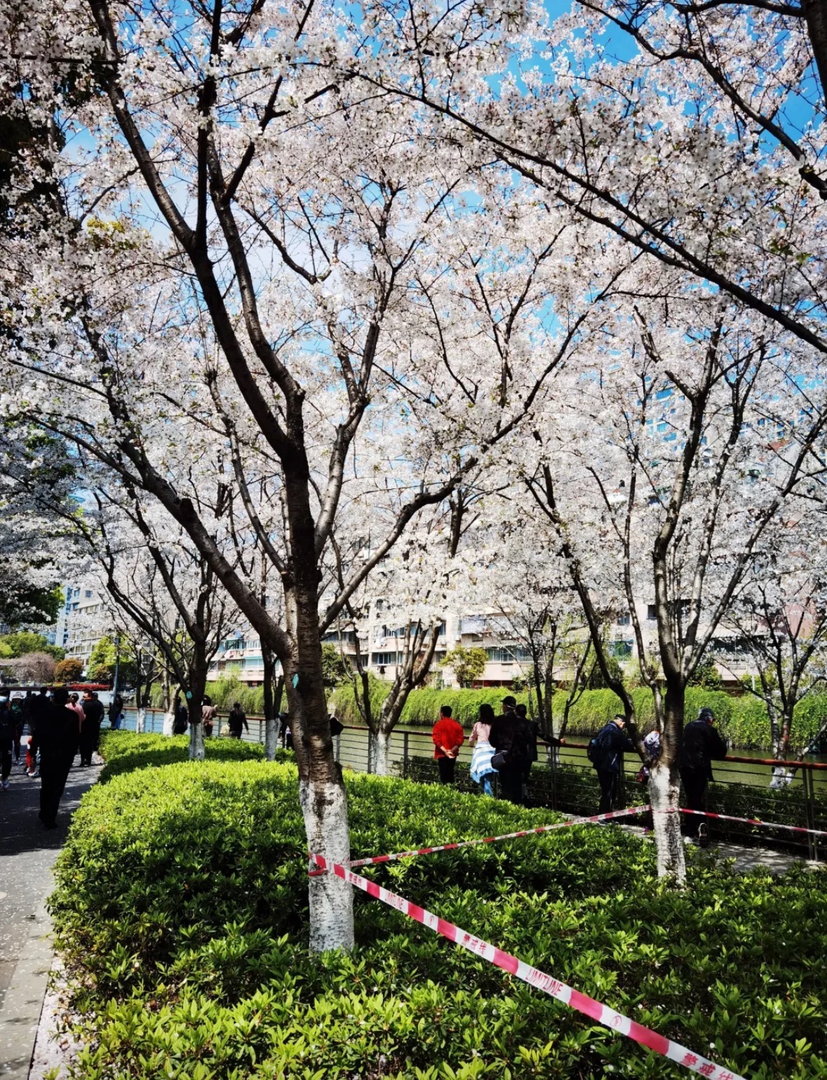 樱花公园旅行图片 3