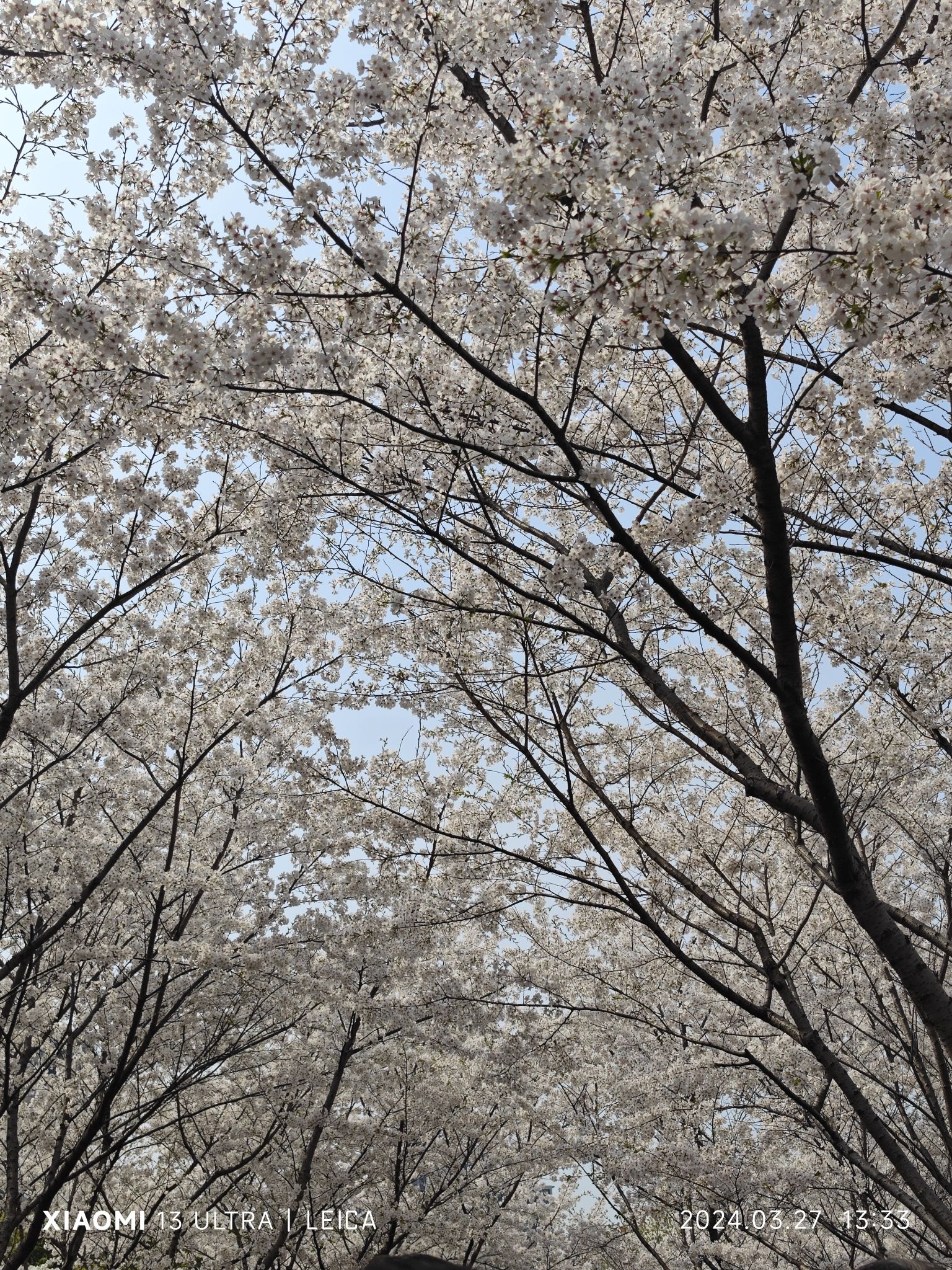 樱花公园旅行图片 3