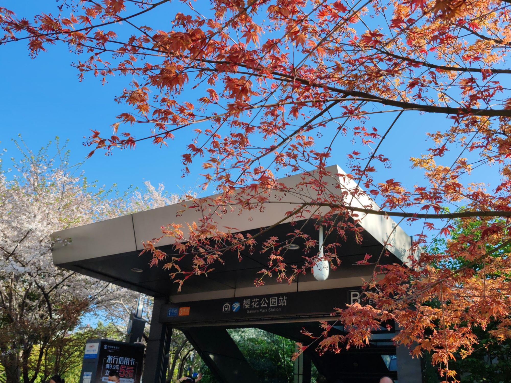 樱花公园旅行图片 2