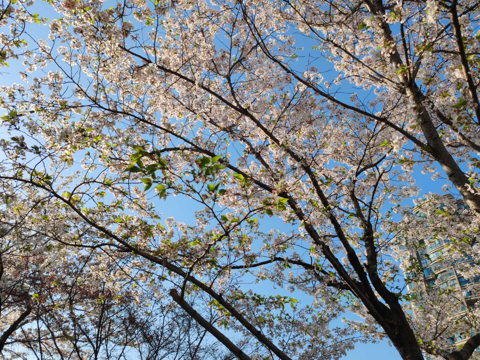 樱花公园旅行图片 3