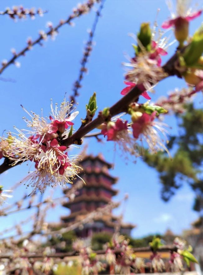 蓬莱阁景区旅行图片 2