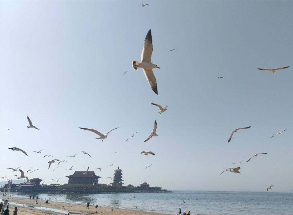 蓬莱阁景区旅行图片 3