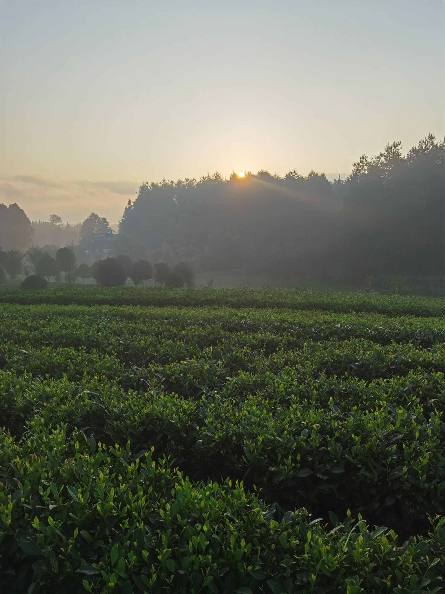 凤冈县茶海之心景区旅行图片 3