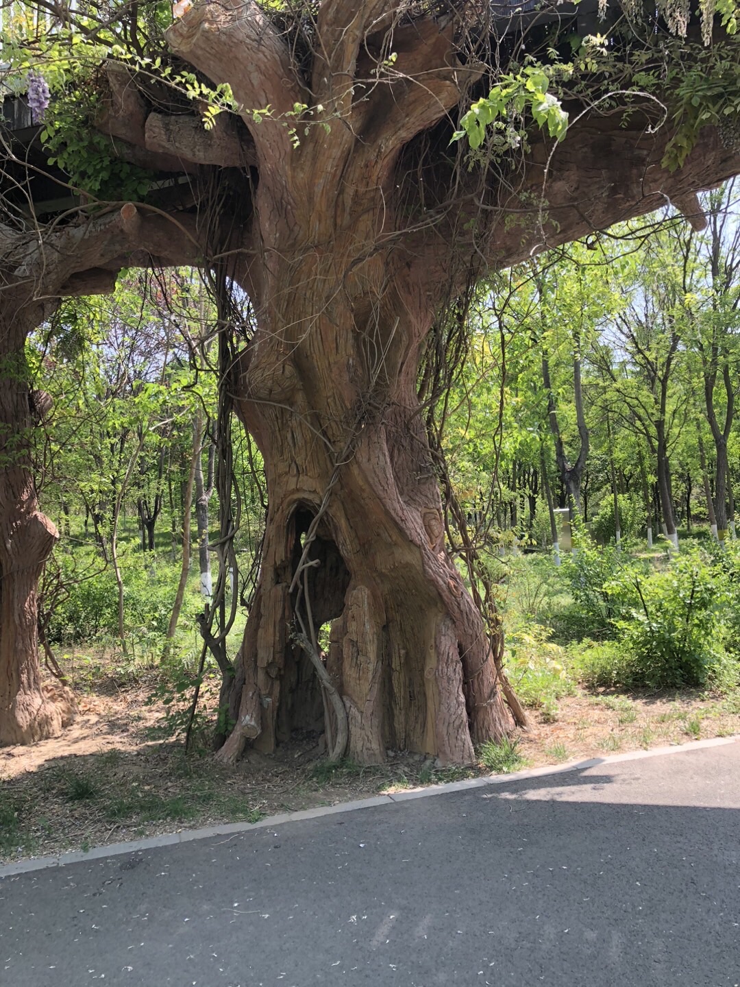 津北森林公园旅行图片 3