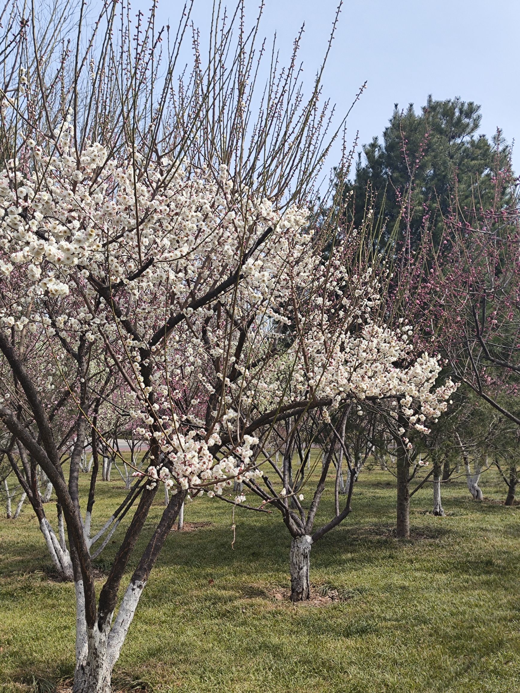 东区市民文化广场旅行图片 2