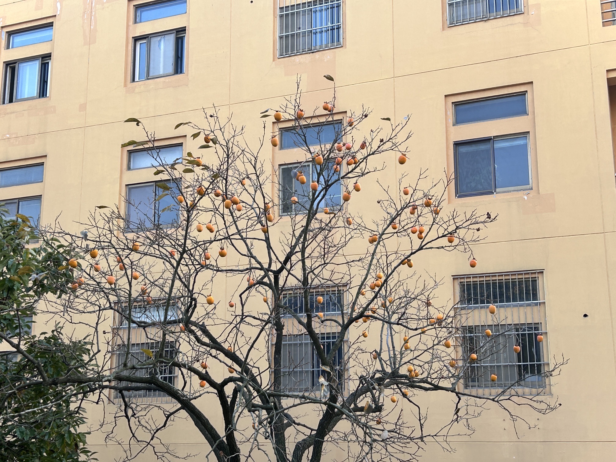 青岛大学(浮山校区)西院