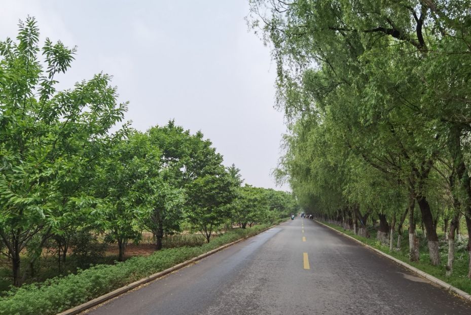 邳州古栗省级森林公园旅行图片 1