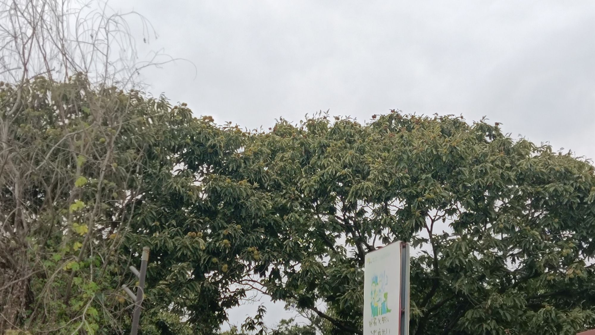 邳州古栗省级森林公园旅行图片 1