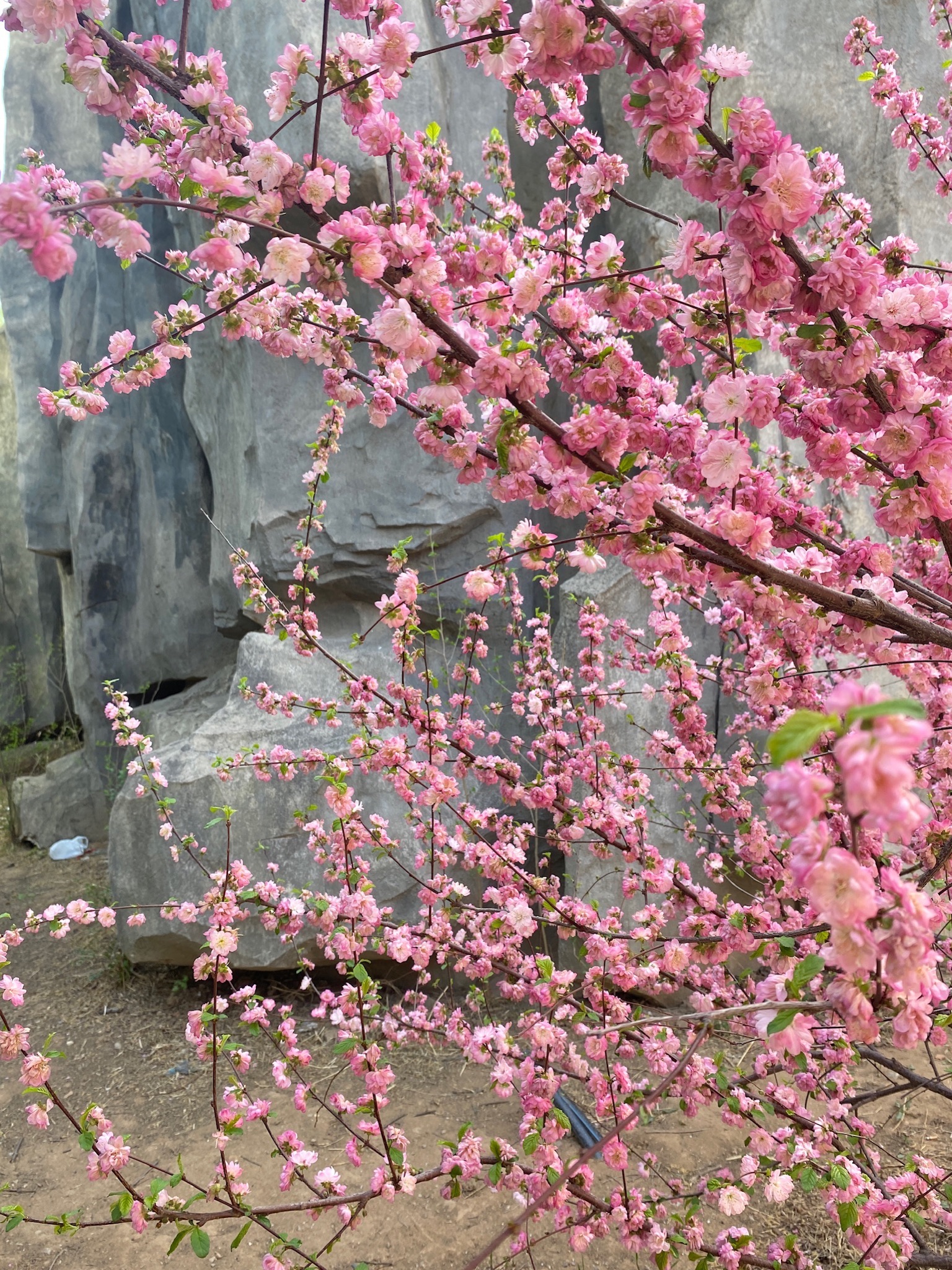 曹雪芹公园旅行图片 2