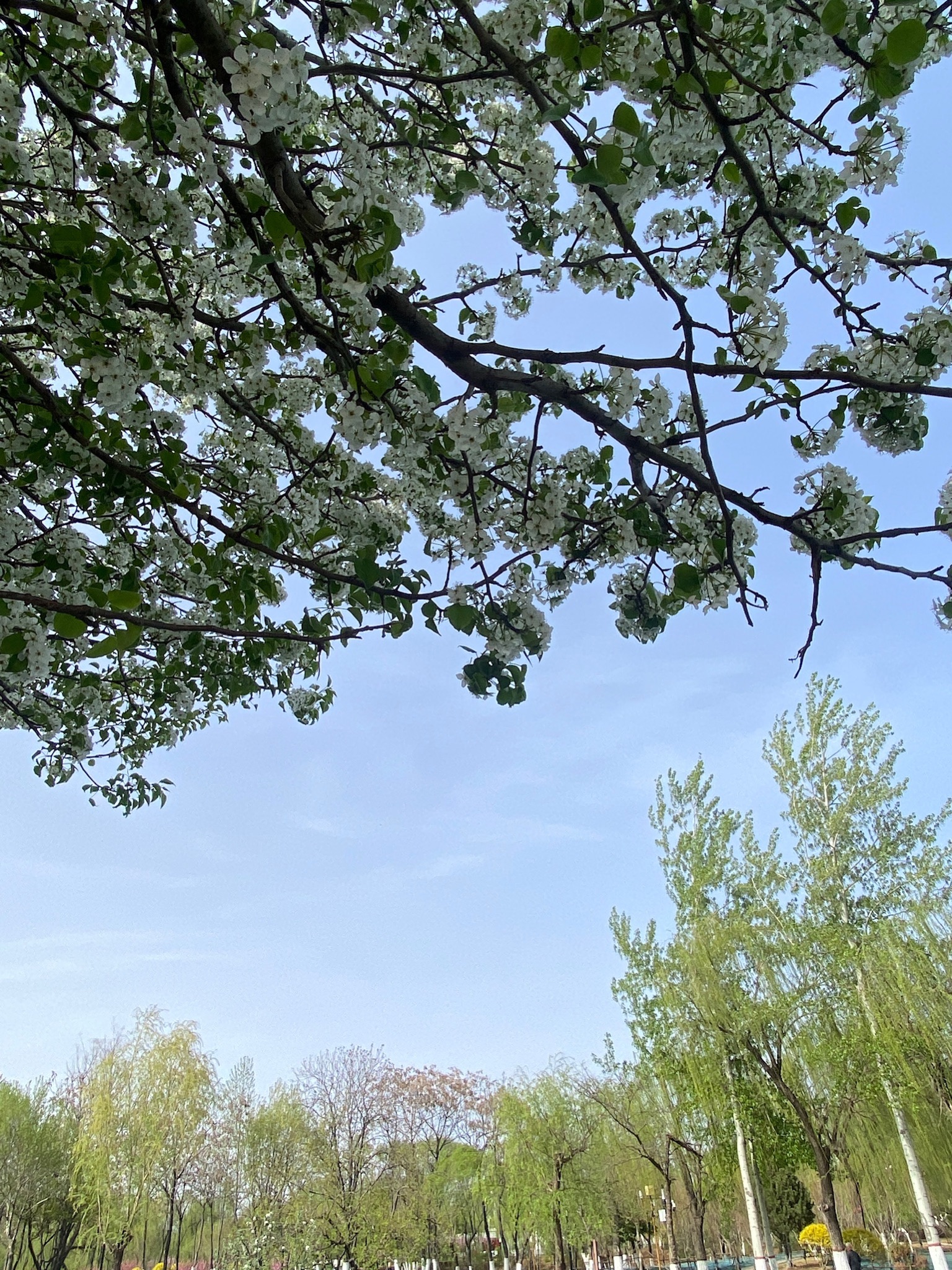曹雪芹公园旅行图片 3