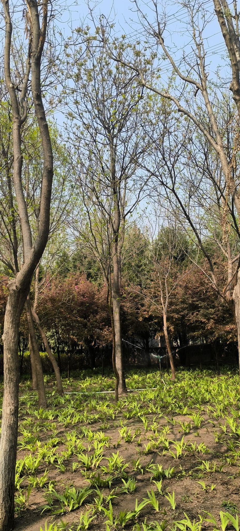 西红门九龙口休闲公园旅行图片 1