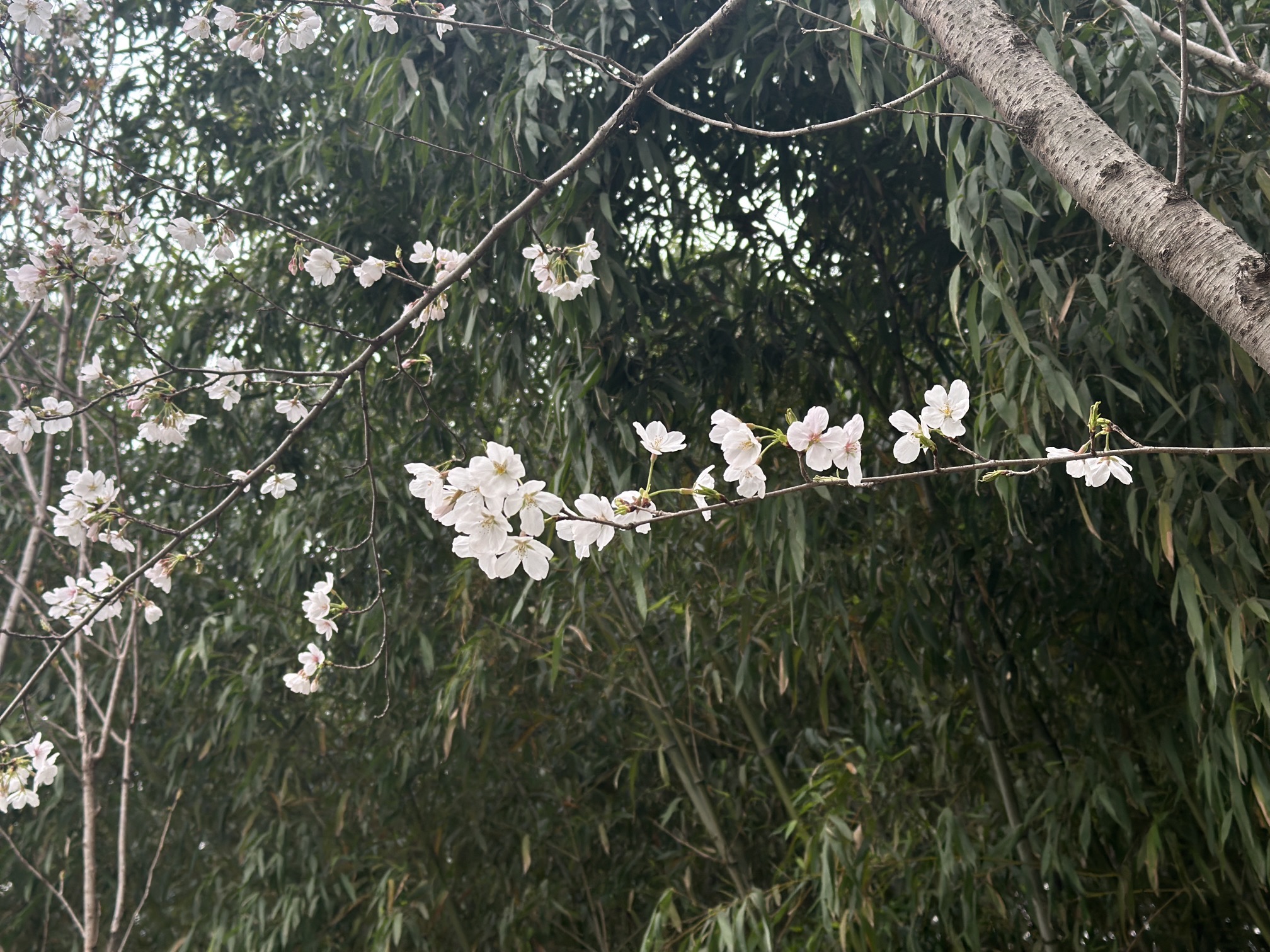 道院山生态公园旅行图片 3