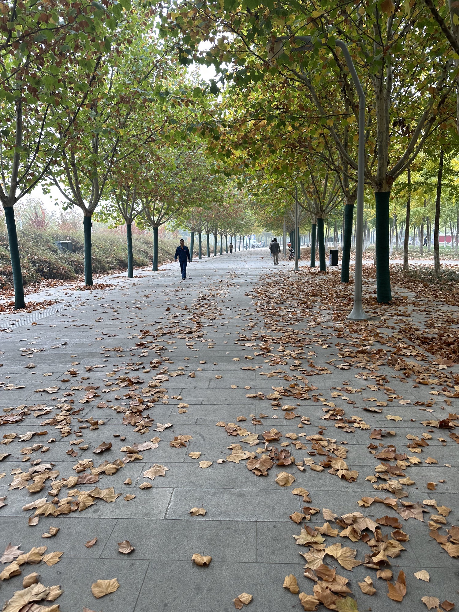 彩带公园旅行图片 1