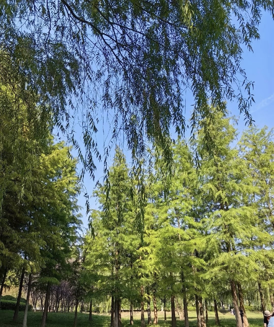 滨湖塘西河公园旅行图片 2