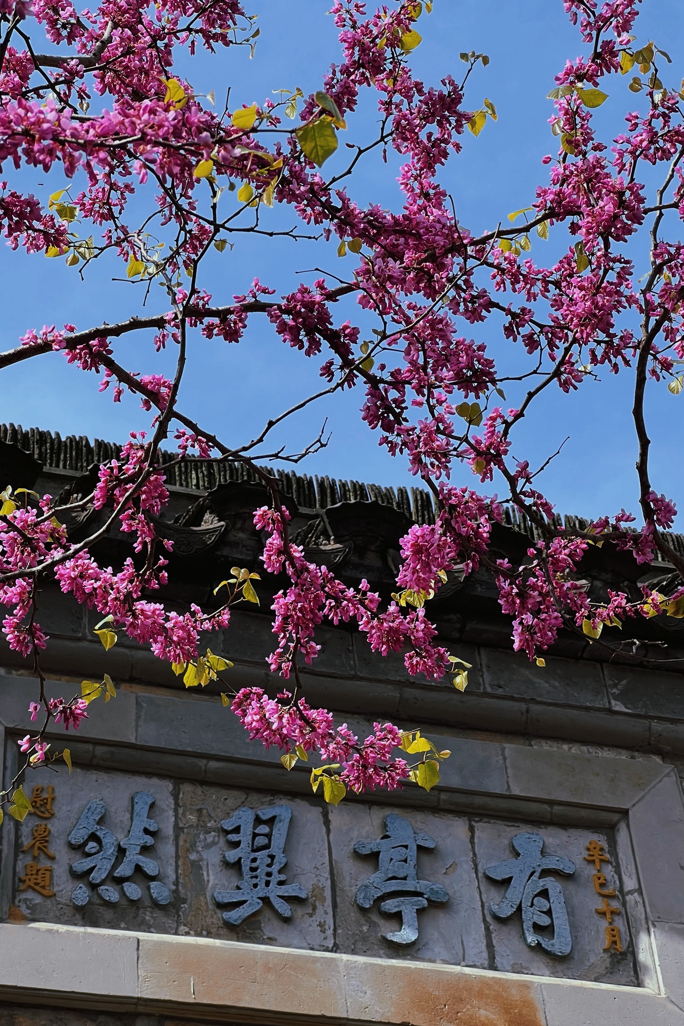 琅琊山景区旅行图片 1