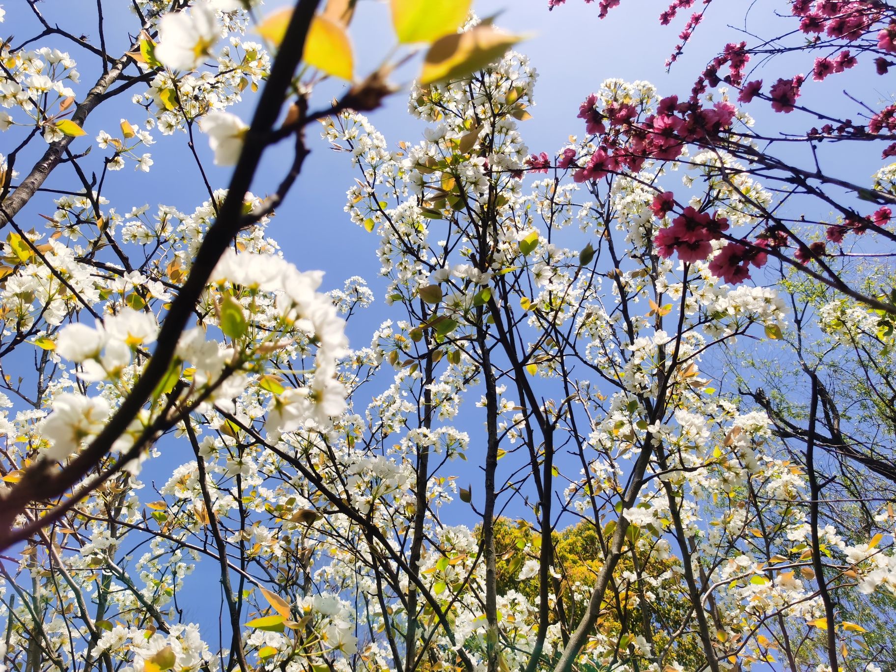上海南汇桃花村旅行图片 3