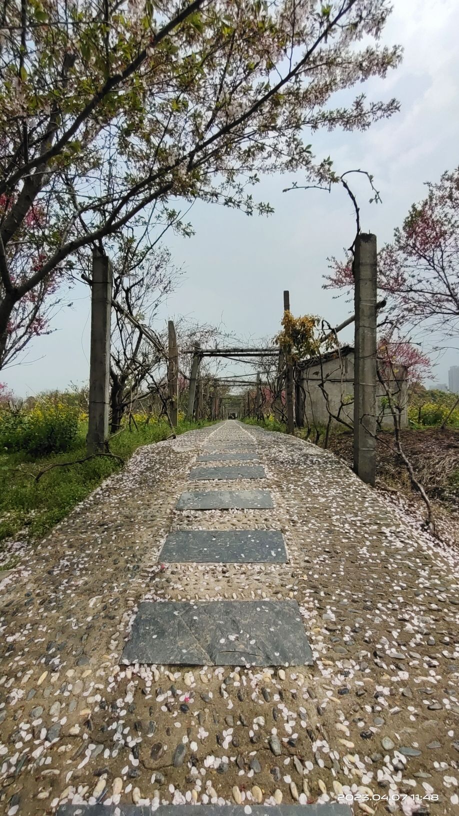 上海南汇桃花村旅行图片 2