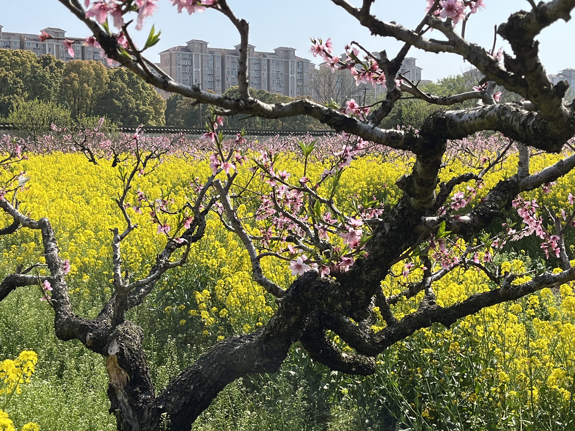 上海南汇桃花村旅行图片 3