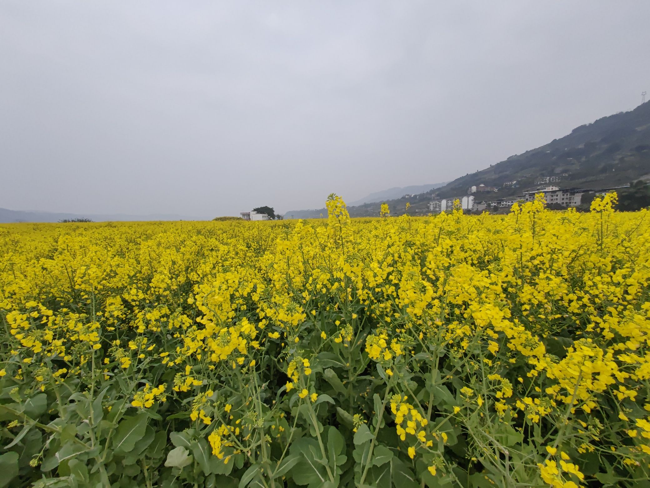 三秀油菜花旅行图片 2