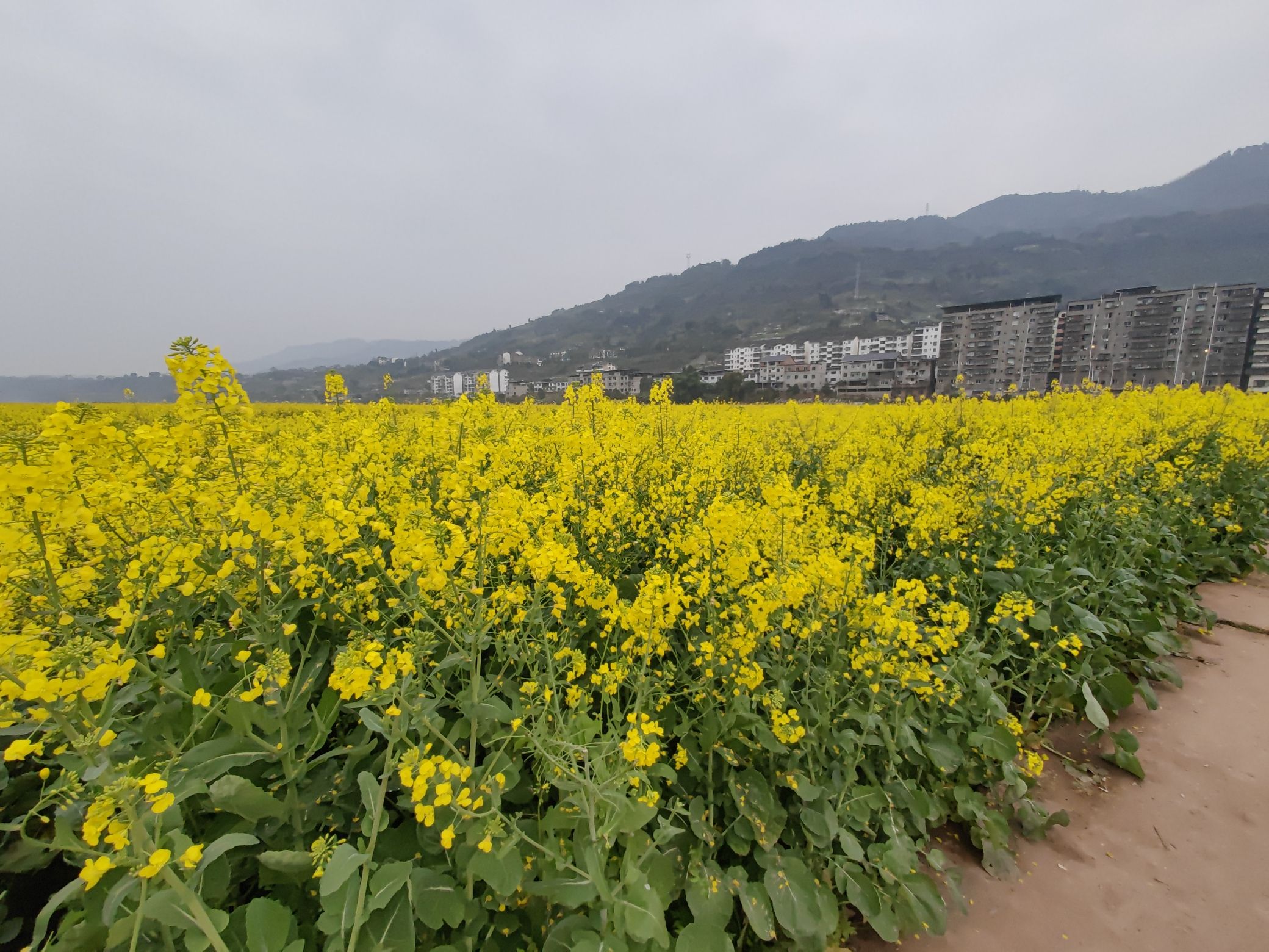 三秀油菜花旅行图片 1