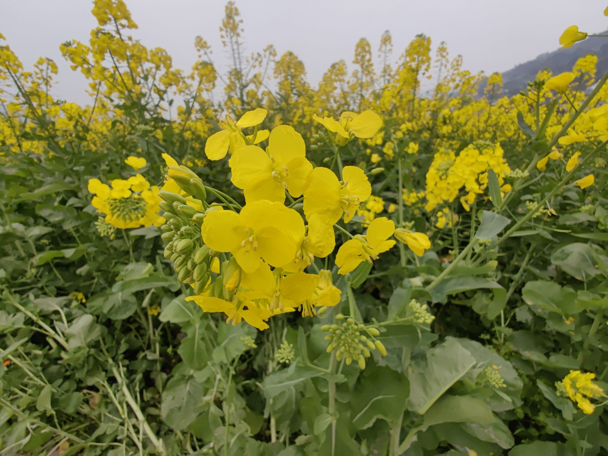 三秀油菜花旅行图片 3