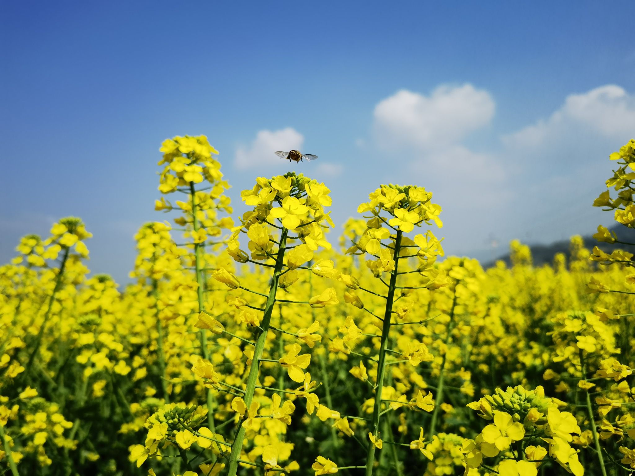 三秀油菜花旅行图片 1