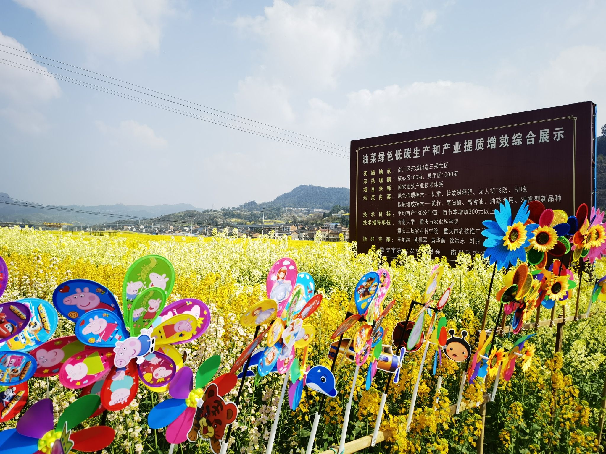 三秀油菜花旅行图片 3