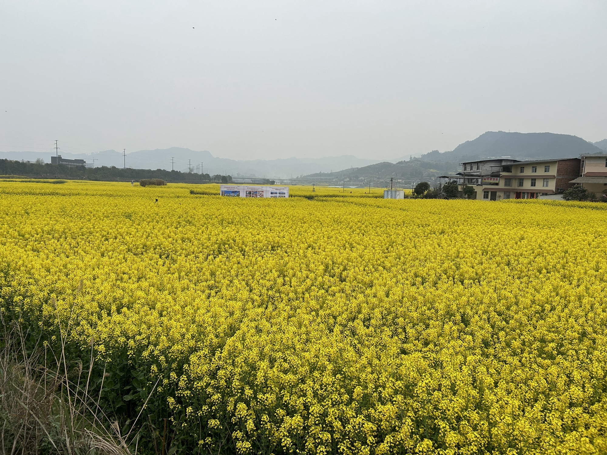 三秀油菜花旅行图片 1