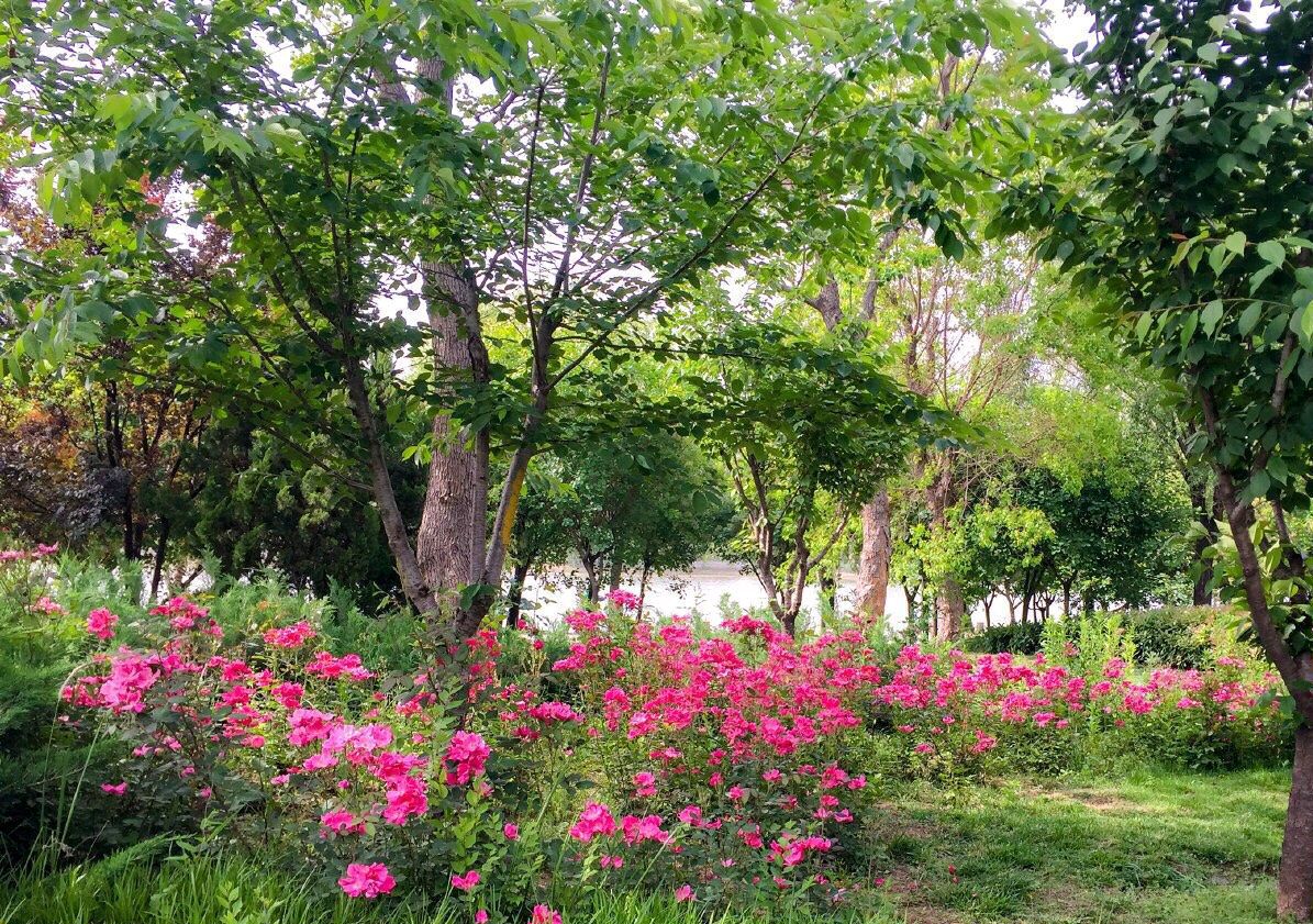 聊城公园旅行图片 2