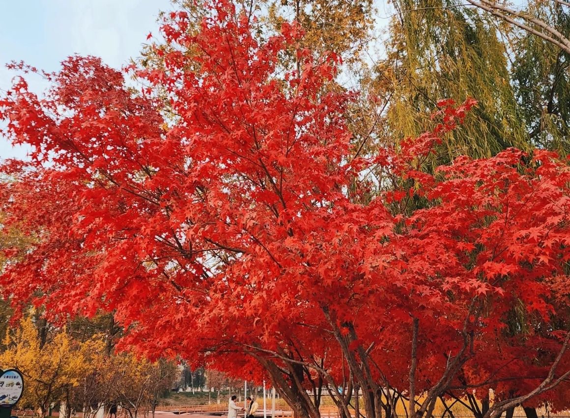 蓼河公园旅行图片 1