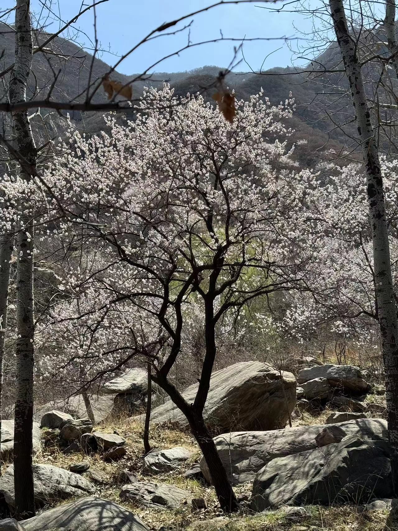 赞皇棋盘山旅行图片 2