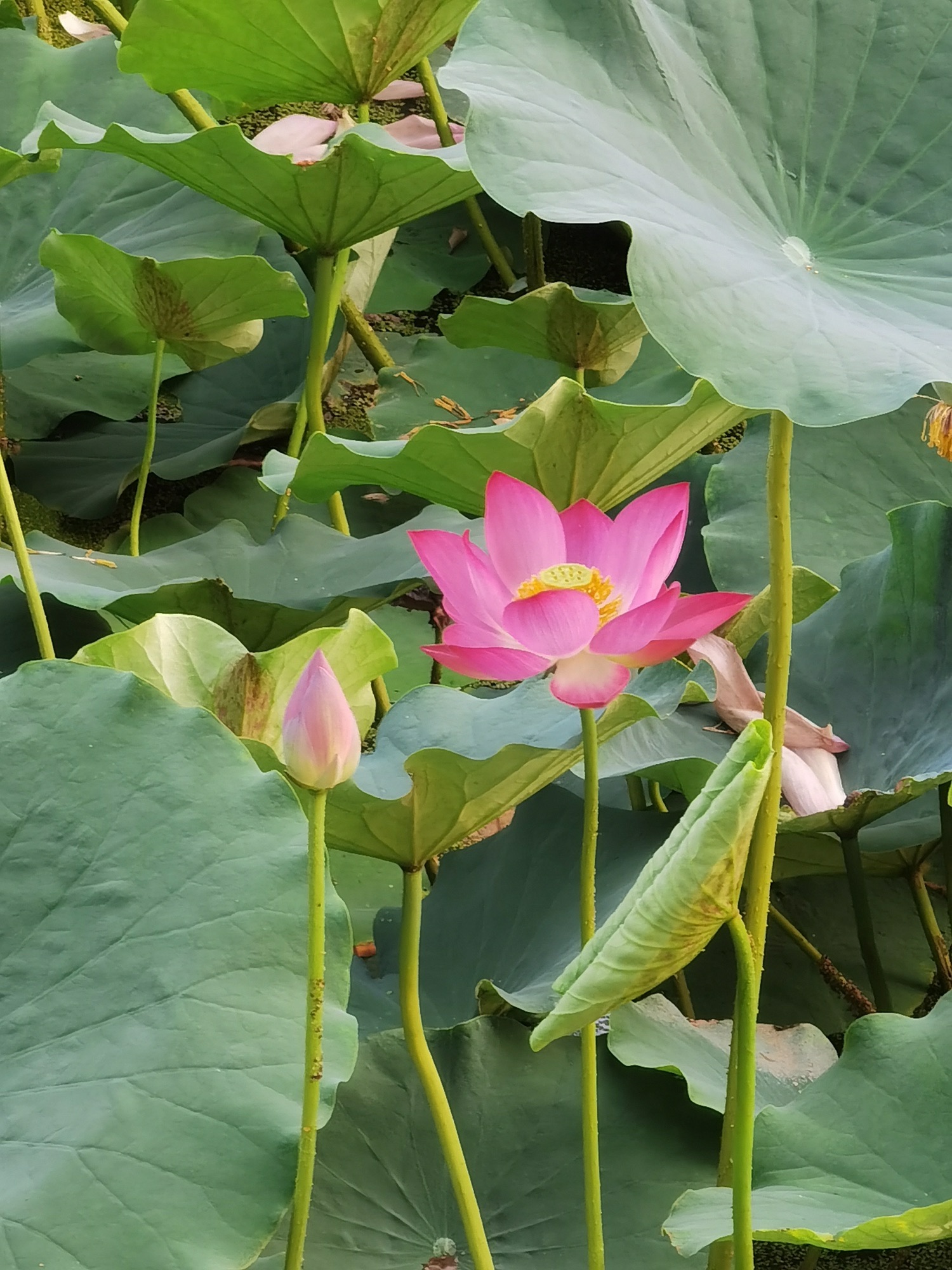 河口孤岛植物园旅行图片 2